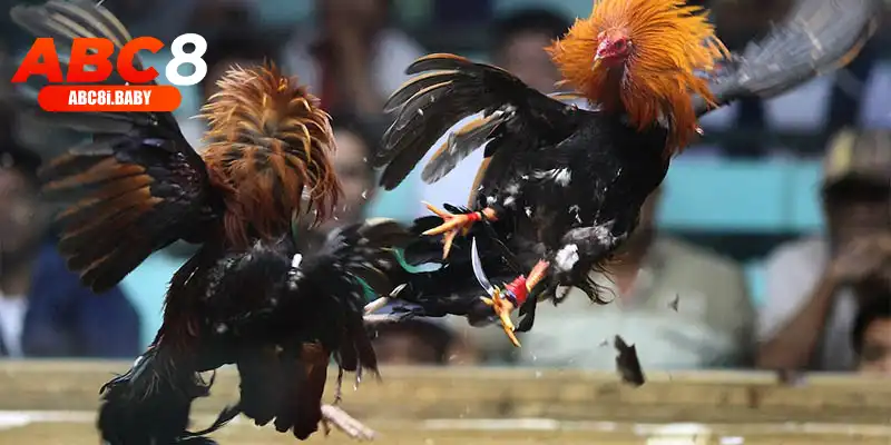 Lịch sử phát triển đá gà C1 đến hiện nay