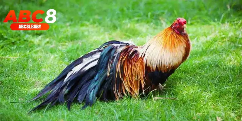 Những giống gà nổi bật nhất trong giải đấu