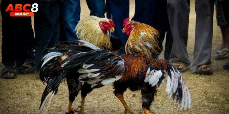 Trận đá gà gay cấn được phát sóng trực tiếp tại ABC8