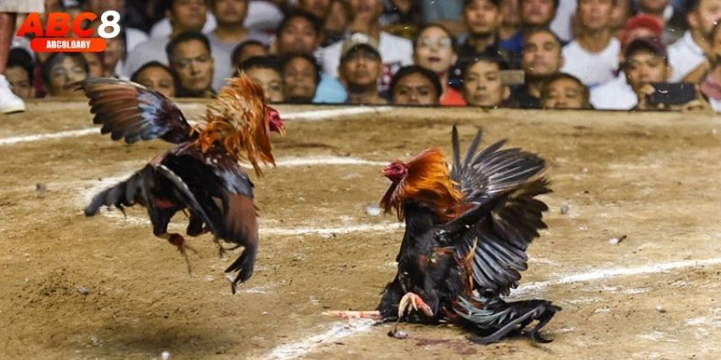 Giao diện cược đá gà Casino tại ABC8 thân thiện, dễ sử dụng