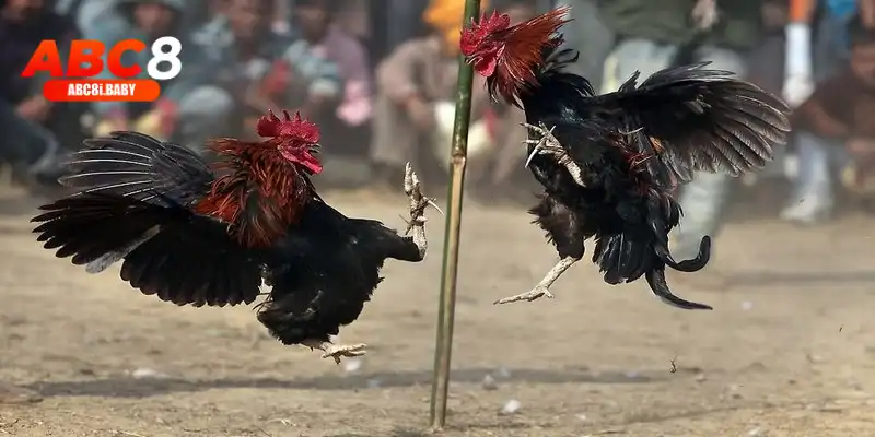 Đặc điểm ngoại hình của gà chiến xuất sắc