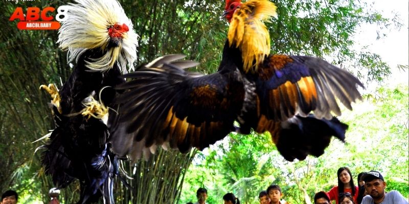 Hình ảnh sắc nét, âm thanh sống động như tại trường gà thật