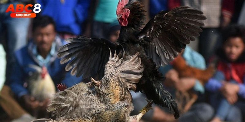 ABC8 cập nhật liên tục lịch thi đấu đá gà trong ngày