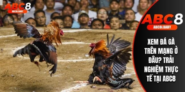 Xem Đá Gà Trên Mạng Ở Đâu